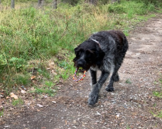 Oddam psa w dobre ręce