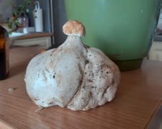 Niecodzienny borowik w Dziemiańskich lasach