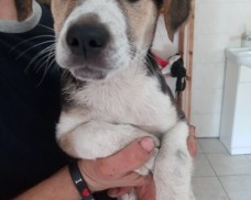 UWAGA – ZNALEZIONO PSA