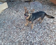 Znaleziono pieska w okolicach Schodna