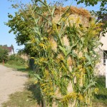 Dożynki Gminno - Parafialne w Trzebuniu